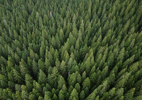 四川力争2030年丛林储水能力达到1000亿立方米