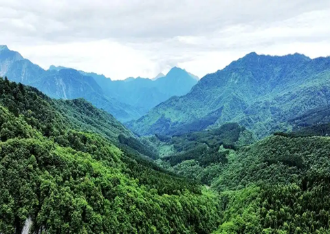 四川雅安：建设“天府丛林四库” 推动林下经济发展