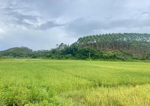 盐碱地变“聚宝盆” &nbsp;&nbsp;防城港市启发“向海要粮”新蹊径