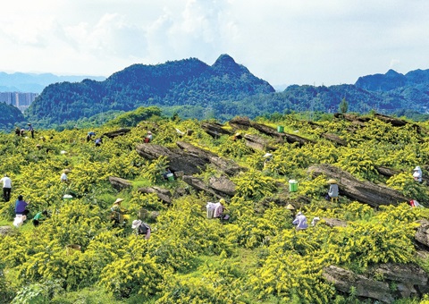 沉庆秀山：一朵山银花，开放19亿元综合产值