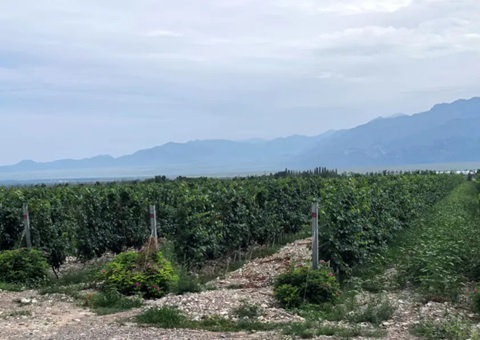 宁夏：发展生态资源本底调查 索求全链条协同治理蹊径