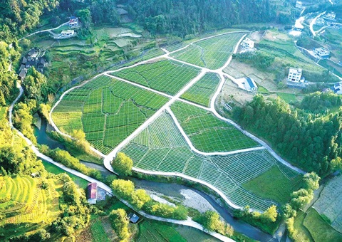 沉庆用地用林项目归并审批省时90天