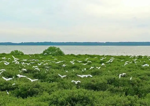 点赞！广东创新“蓝碳”开发买卖蹊径，多个案例开创先河！